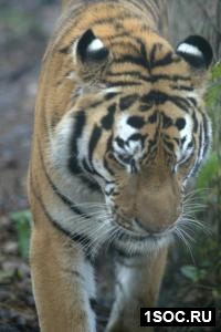 Приморье - самый уютный для тигра уголок Земли 